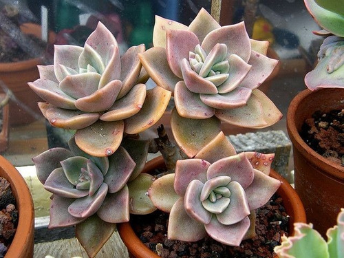 Graptoveria Albert Baynes Suculenta Echeveria Mercado Envío