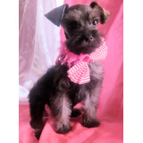 Schnauzer Cachorro Mini