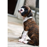 Cachorro Boxer Atigrado 02