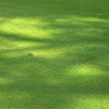 Pasto Zoysia Esmeralda, Importación, 80x30 Cm, Sol, Sombra