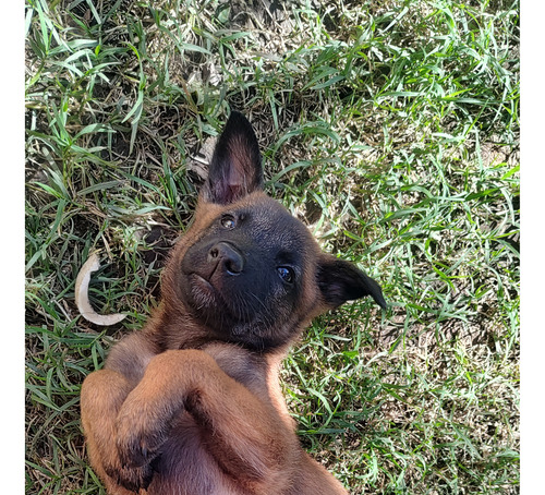 Cachorra De Pastor Belga Malinois