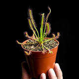 Planta Carnívora Drosera Capensis 