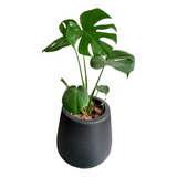 Monstera Deliciosa Costilla + Maceta Rotomoldeo Mate N36 