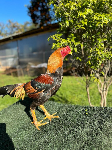 15 Ovos De Galos Costeiros E Barrigueiros Confirmados