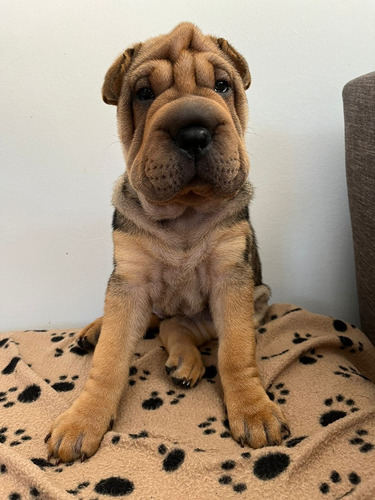 Vendo Cachorra De Sharpei