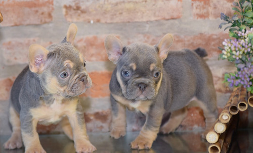  Bulldog Frances Macho Hembra Cachorros