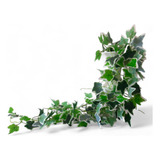Planta Artificial Pendente Hera Veregata 1m Verde Flexivel