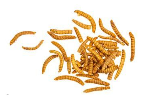 Tenebrio Molitor 100 Larvas Alimento Vivo Balanceado 