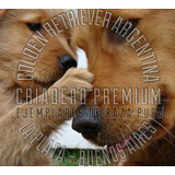 Cachorros Golden Retriever Hermosos, 100% Premium