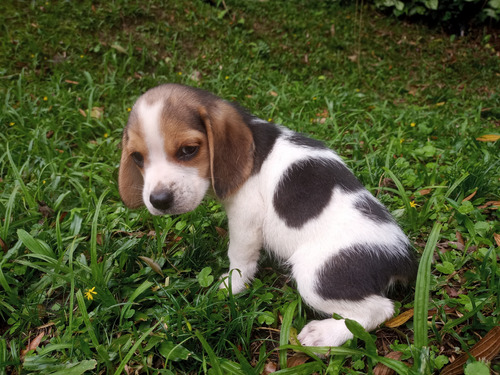 Beagle Tricolor Lindo Filhote