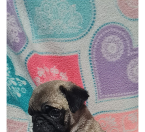 Pug Macho Tamaño Pequeño