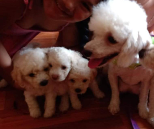 Hermosos Poodle Toy 