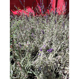 Pack De 10 Lavanda Goodwin Creek Planta Ornamental