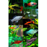 Peixes Ornamentais Coloridos Pct 20und 
