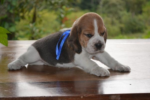 Cachorros Beagles Tricolor Y Bicolor Hermosos