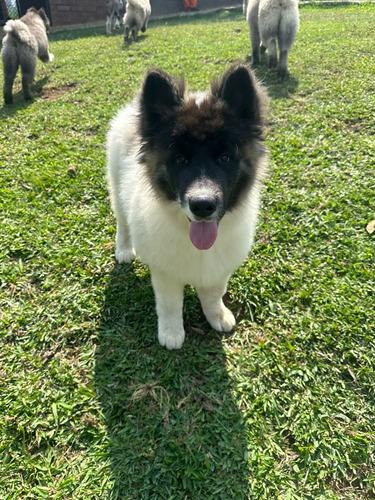 Cachorro Akita Americano Pura Raza Bogotá Animal Pets Col