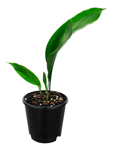 Aspidistra Elatior Planta Interior Orejas De Burro 15cm