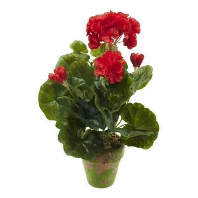 12 Semillas De Pelargonium Spp - Geranio Hibrido Rojo C 555 | Envío gratis