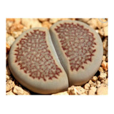 Semillas De Suculenta Lithops Hallii Planta Piedra Rara