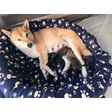 Shiba Inu Raza Pura.