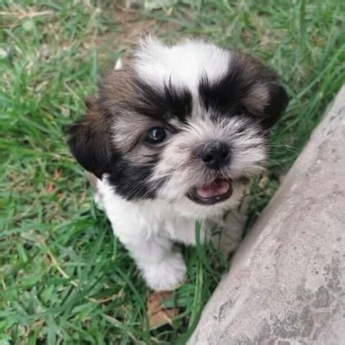 Perros Shitzu Cachorros Shih Tzu Puppy Cachorritos