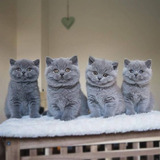 British Shorthair 