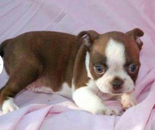 Cachorro Boston Terrier Puppy Boston Perrito Medellín Bogota