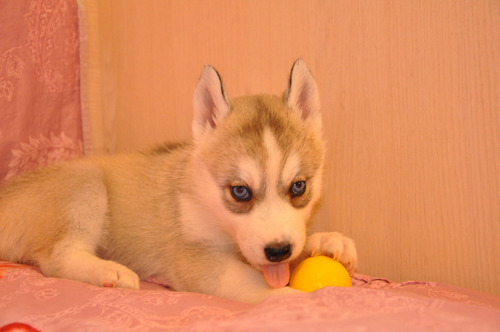 Fastuoso Husky Pedigri Chip Garantía De Vida 6