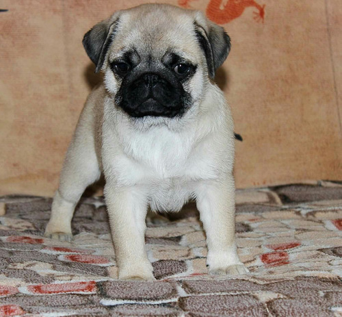 Distinguido Pug Super Pedigri Chip Garantía 2