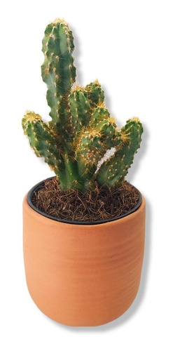 Cereus Monstruoso Planta Cactus Exótico Suculenta Colección