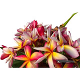 Plumeria Rubra/ Jazmin Magno - Semiejemplares