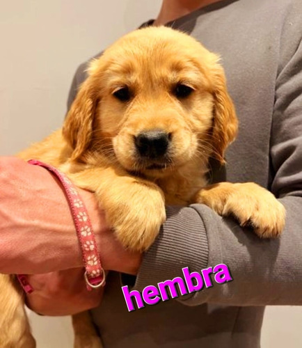 Golden Retriever Cachorros Hembras