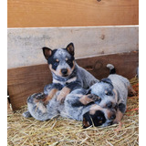 Cachorros Pastor Australiano