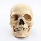 Estudio Del Cráneo: Modelo 1:2 De Esqueleto Humano