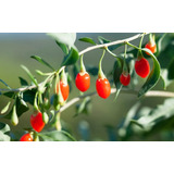 50 Semillas De Goji Berry Organicas Ideal Huerta Jardin