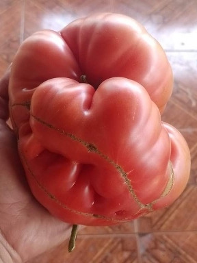 Semillas Organicas De Tomate Rosado 