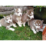 Cachorros Husky Siberiano 