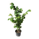 Planta De Membrillo - 2 Mts. 3 Años. Hab.senasa. Ent.gratis