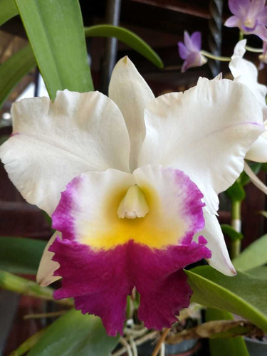 Orquídea Cattleya (distintos Colores)