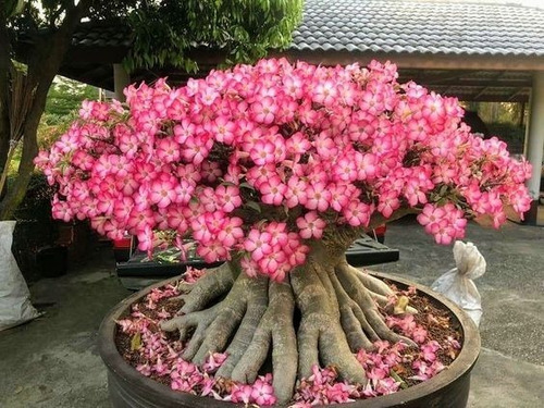 Adeniums Rosa Del Desierto  Pinkipink