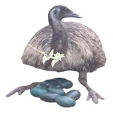 Filhotes Emu Australiano ( 2 Und )