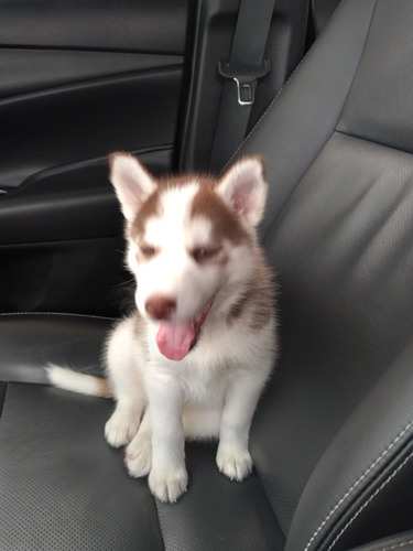 Husky Siberiano,  Filhotes Lindos De Olhos Azuis