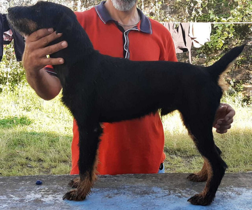 Jagdterrier Cachorros Machos