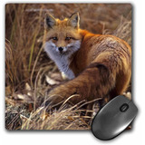 Mouse Pad Imagen Zorro Jefferson County 8 X 8 Pulgadas