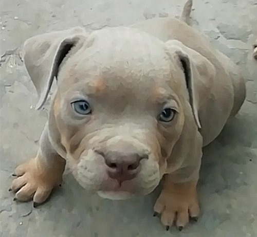 Américan Bully Lilac Tri Machito 