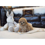 Cachorritos French Poodle Tacita Bellos