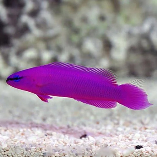 Combo Peixe Pseudochromis  Fridmani + Pseud. Aldabraensis