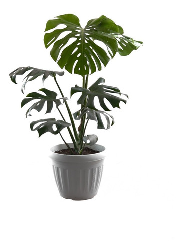 Plantas De Interior Monstera 