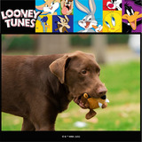 Looney Tunes For Pets Tasmanian Devil Taz Plush Dog Toy, Stu