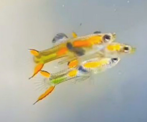 Peces Guppys Endler